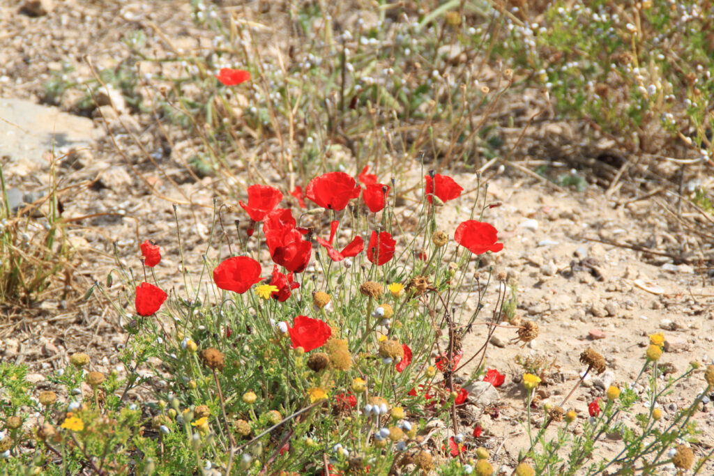 Views in Israel